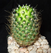 Mammilaria cactus low light