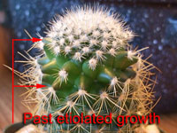 Mammillaria reverted growth