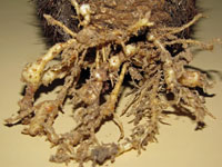soil nematode