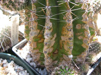 cacti phototoxic