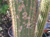 cactus damage