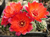 Rebutia aureiflora