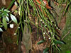 Rhipsalis baccifera