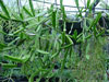 Rhipsalis cereoides