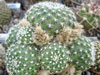 Rebutia einsteinii