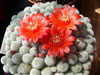 Rebutia fabrisii