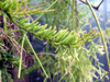 Rhipsalis mesembryanthemoides