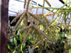 Rhipsalis pilocarpa