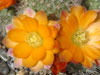 Rebutia simoniana