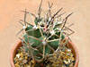 Sclerocactus glaucus