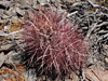 Sclerocactus polyancistrus