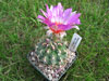 Thelocactus bicolor