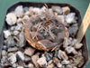 Turbinicarpus bonatzii