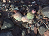 Tephrocactus geometricus