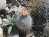 Turbinicarpus pailanus