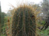 Echinopsis atacamensis