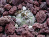 Turbinicarpus schmiedickeanus