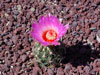 Thelocactus bicolor