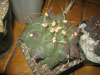 Thelocactus tulensis