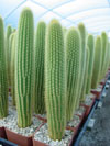 Weberbauerocereus johnsonii