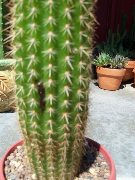 Black spots on two of my cactus.  Does anyone know what causes this and what it actually is?