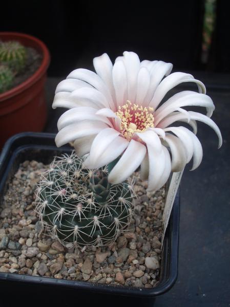 Gymnocalycium Calochlorum GC943.02 3.JPG