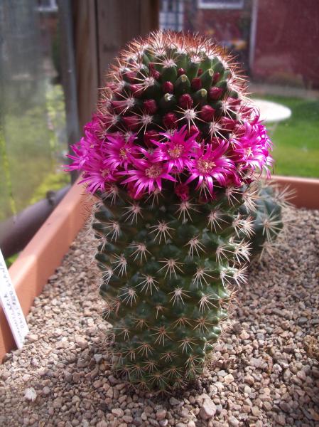 Mammillaria Backebergiana 7.JPG