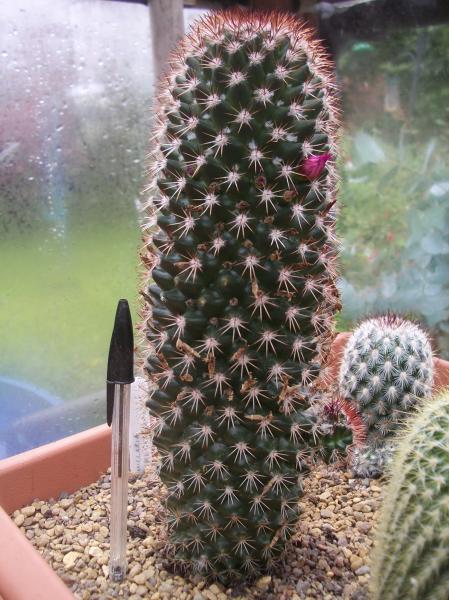 Mammillaria Backebergiana 8.JPG