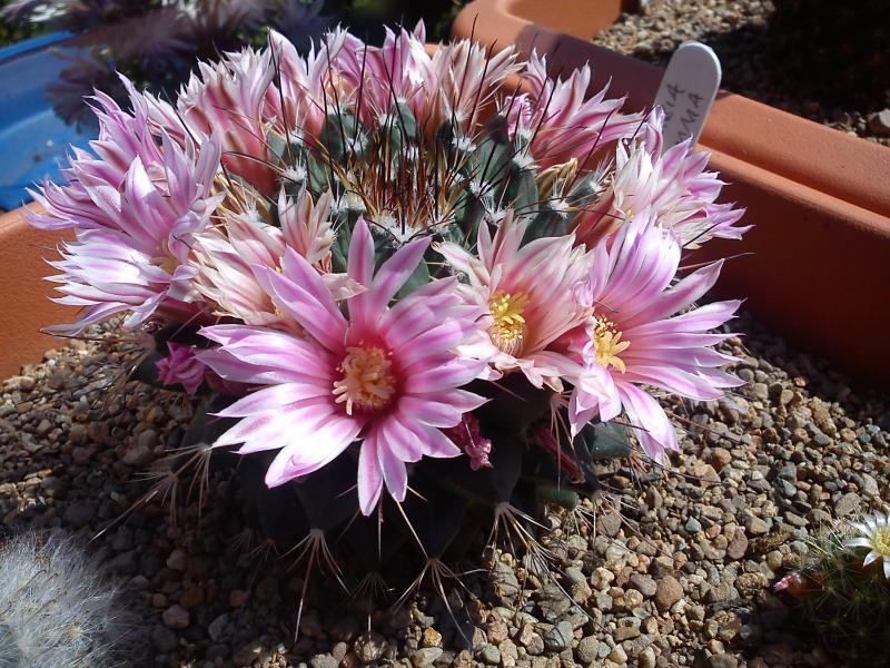 Mammillaria Magnimamma 5.jpg