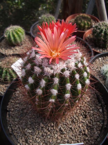 Notocactus Horstii 4.JPG