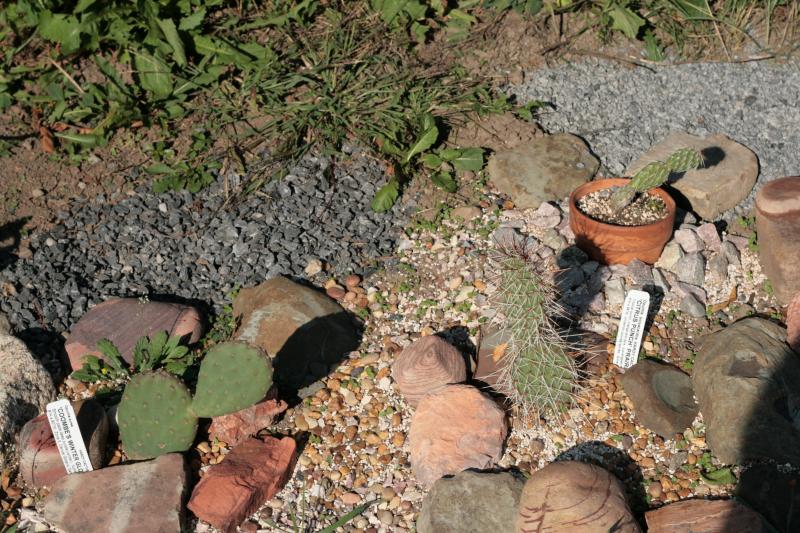 This adjacent series is wrapped around a large blue spruce with yews @ corners; L-R: O. aurea (Coomb's Winter Glow), polyacantha (Citrus Punch), polyacantha (Toadstool Pk., Neb)