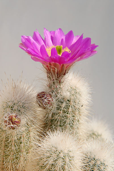 Echinocereus nivosus, General Cepeda 2012 Mai15-6.jpg