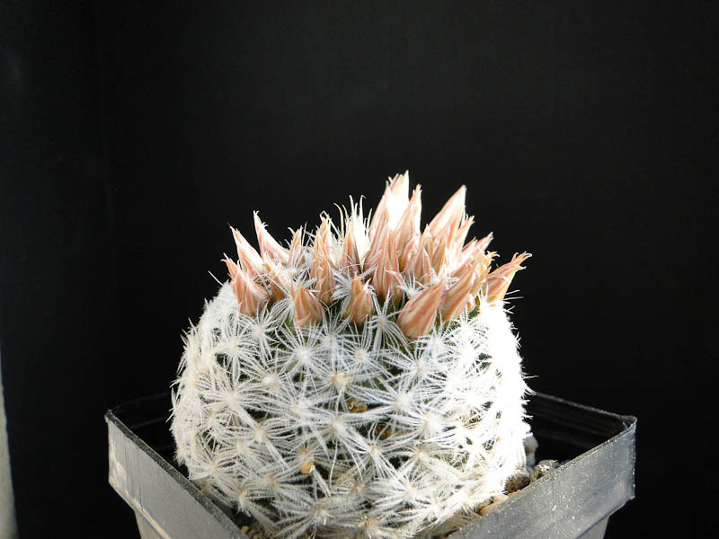 Mammillaria duwei 2012 Mai01.jpg