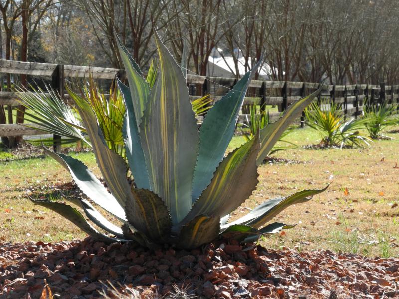 Agave Silver Surfer striated