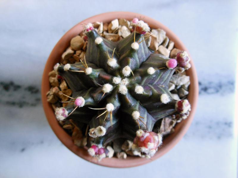 Gymnocalycium mihanovichii subsp. friedrichii 2012.11.29.JPG