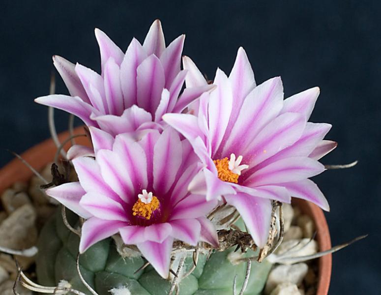 Turbinicarpus schmiedickianus rubriflorus.jpg