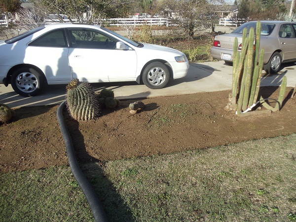 Big space for more cactus, took out some that were stressed, lost 13 columns this spring, it was huge