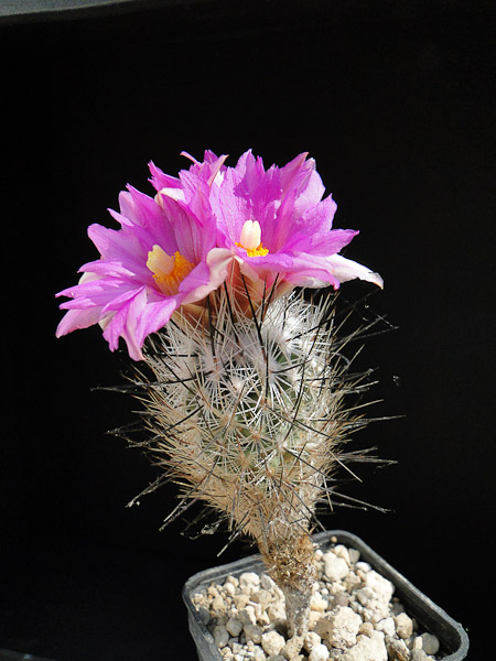 Turbinicarpus subterraneus 2012 Mai01-2.jpg