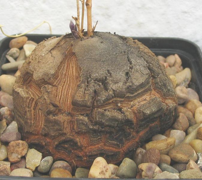 dioscorea-0120.jpg