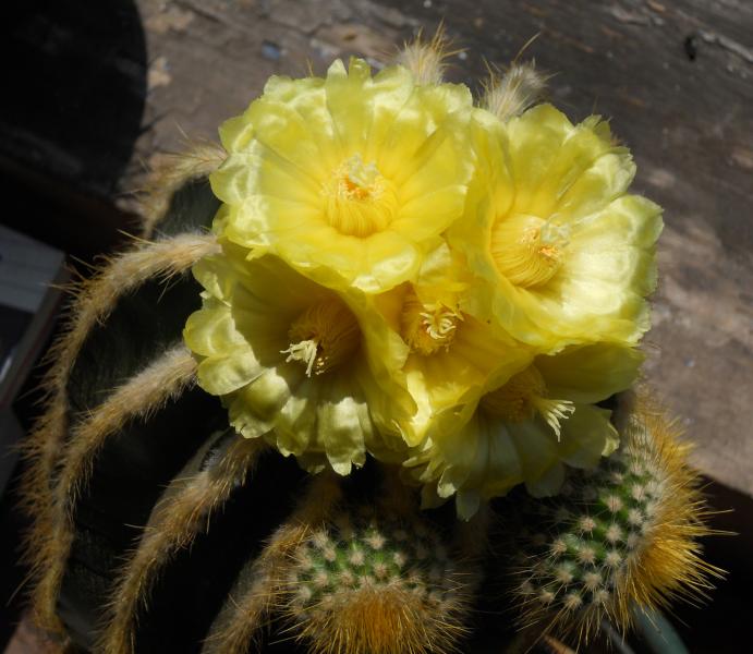 parodia warasii.jpg