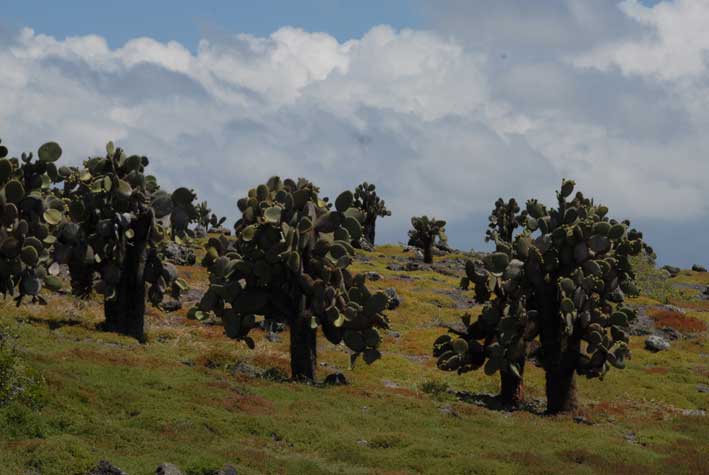 3. Cactus trees on plaza island.
