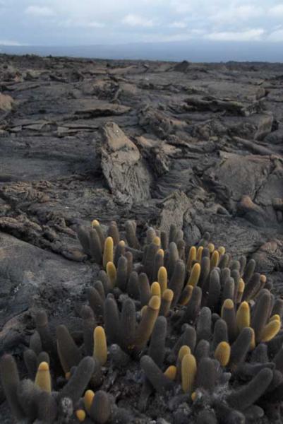 6. Cactus living between the lava flow on Fernandina Island.