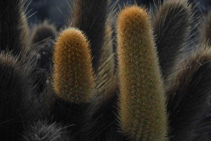 7. Close up of green tips of cacti on Fernandina.