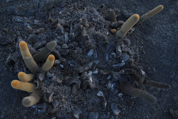 Snapped lava cacti fernandina