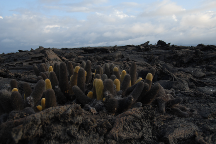 snapped lava cacti 2 fernandina