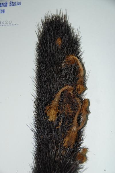 herbarium specimen from DRC santa cruz