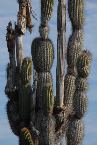 type of cacti I didn't post before, santa cruz