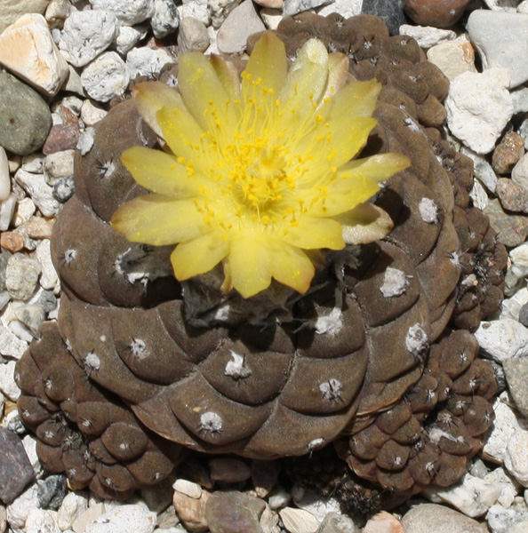 Copiapoa_hypogaea07072012_02.JPG