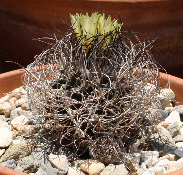 Turbinicarpus_pseudomacrochele07072012_01.JPG