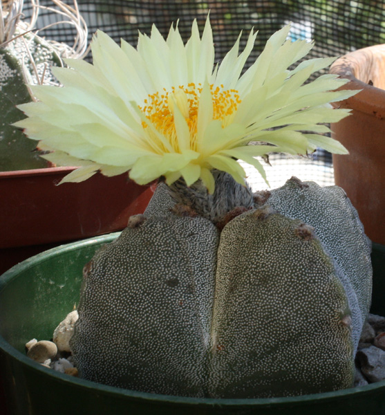 Astrophytum_myriostigma08282012_01.JPG